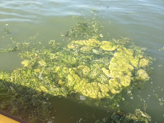 Seaweed | Sea Start